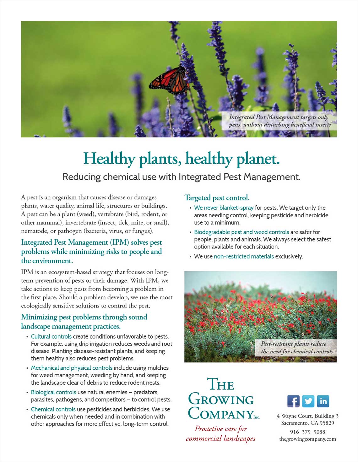 Growing Company Healthy Plant Flyer