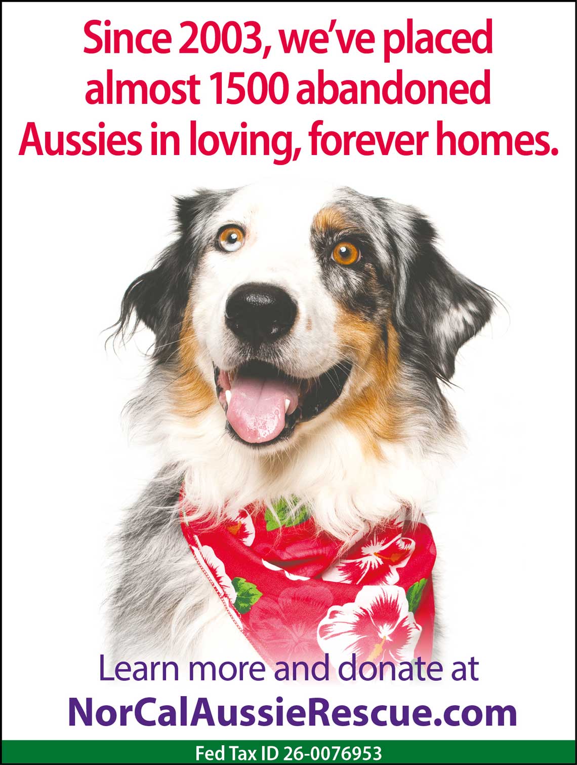 NorCal Aussie Ad
